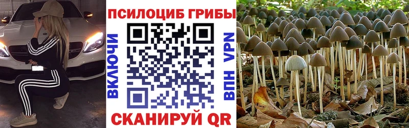 где найти   Шуя  Галлюциногенные грибы мицелий 
